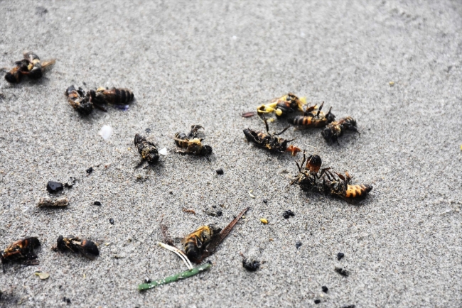 Muğla'da sahile ölü arılar vurdu